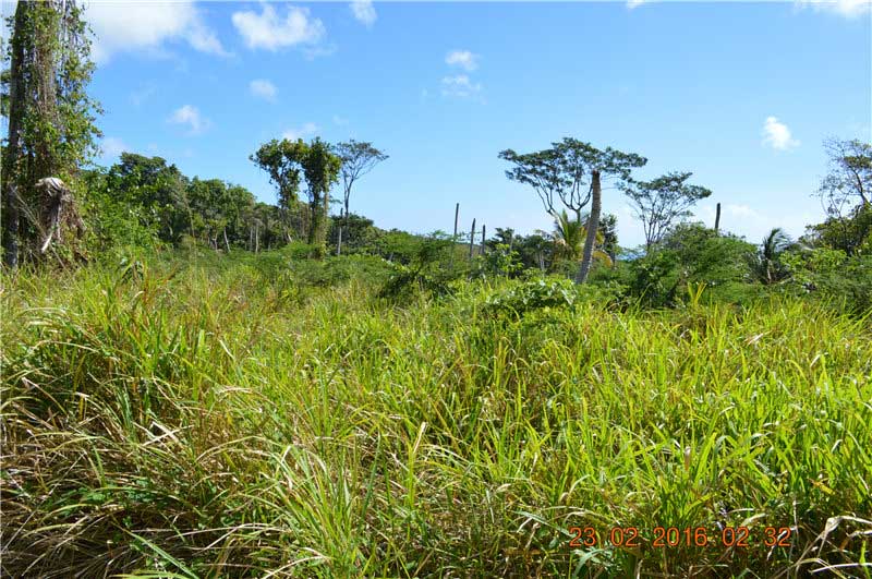 尼維斯島可買賣土地 300英畝