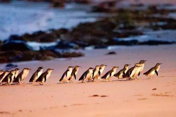 Penguin Island, Melbourne