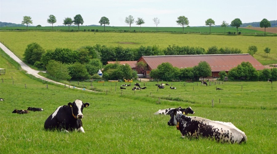 牛羊肉多元化进口：立足国内供给，丰富进口补充 